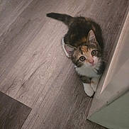 Beautiful joined the competition — help win amazing prizes! animal, black, brown, cat, curious, cute, ears, face, fur, indoor, kitten, looking_up, paws, pet, small, tabby, whiskers, white_paws, wooden_floor, young