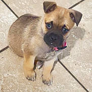 Luna joined the competition — help win amazing prizes! puppy, dog, pet, young, cute, collar, tile_floor, indoor, small, brown, black_muzzle, ears, eyes, sitting, fur, adorable, animal, pet_tag, looking_up, domestic