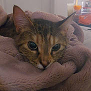 Jade joined the competition — help win amazing prizes! cat, tabby, blanket, cozy, indoor, pet, feline, fur, ears, face, resting, soft, cuddle, warm, comfort, relaxation, bedroom, household, closeup, curious