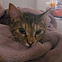 cat, tabby, blanket, cozy, indoor, pet, feline, fur, ears, face, resting, soft, cuddle, warm, comfort, relaxation, bedroom, household, closeup, curious
