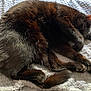 cat, sleeping, black_fur, curled_up, pet, cozy, blanket, indoor, relaxed, feline, soft_texture, resting, paw, whiskers, fur, animal, domestic, cute, nap, bed