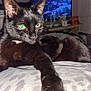cat, black_cat, animal, pet, indoor, lying_down, blanket, fur, whiskers, yellow_eyes, close_up, resting, bedroom, domestic_animal, feline, cozy, night, soft_light, relaxed, cute