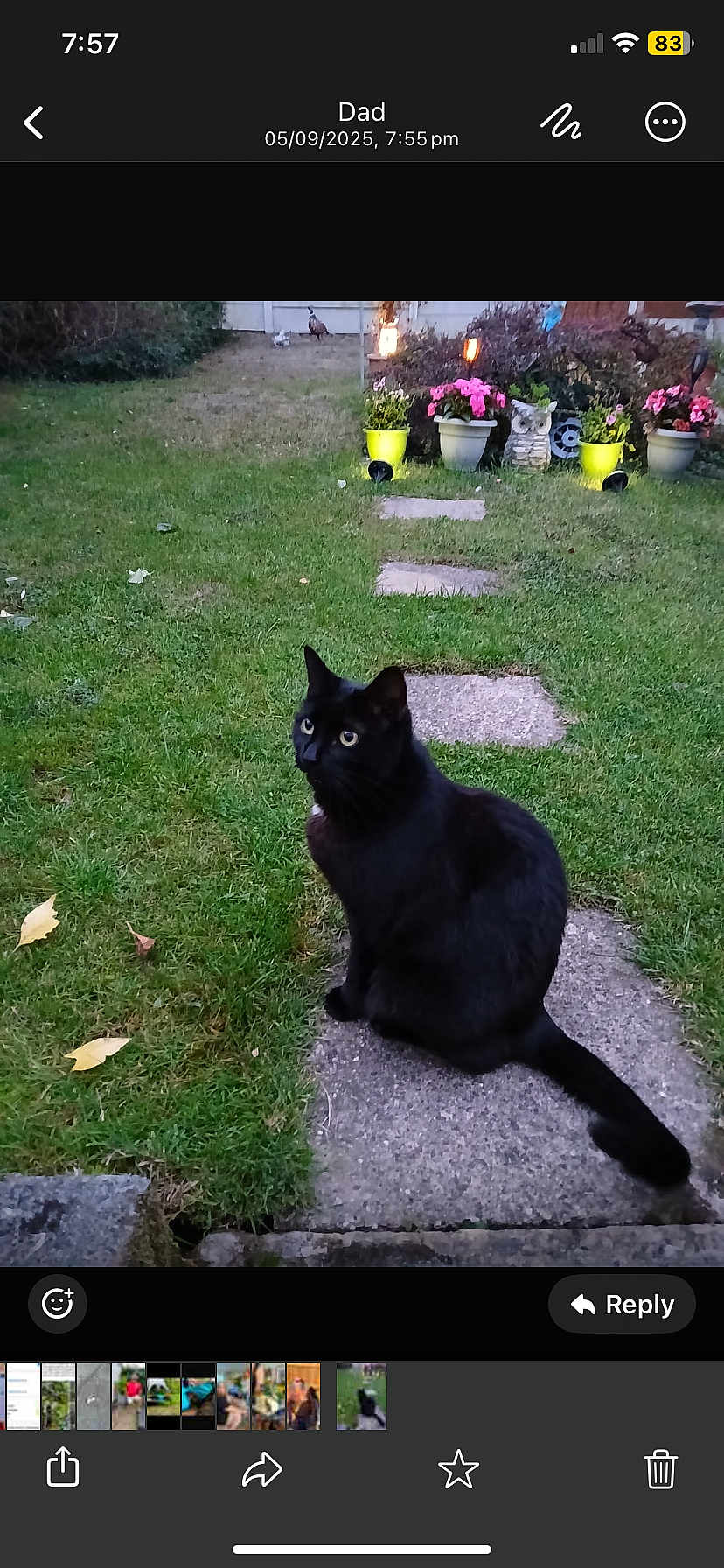 Bella is registered to the contest to win money with this photo: black_cat, cat, grass, garden, flower_pots, flowers, stepping_stones, outdoor, greenery, leaf, nature, animal, pet, feline, backyard, daylight, sitting, curious, plant, yard