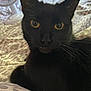 Bella joined the competition — help win amazing prizes! black_cat, cat, animal, pet, indoor, close_up, yellow_eyes, fur, whiskers, bed, blanket, pattern, fan, relaxing, resting, feline, cute, domestic_cat, mammal, cozy