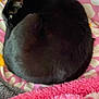 Bella joined the competition — help win amazing prizes! cat, black_cat, sleeping, curled_up, bed, blanket, pink, white, pattern, fur, pet, cozy, indoor, resting, cute, animal, domestic, soft, relaxed, side_view