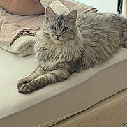 Appolon participe au concours pour gagner de l'argent avec cette photo : cat, fluffy, gray, mammal, pet, indoor, bed, mattress, plush, pillow, furniture, resting, relaxed, cozy, animal, cute, whiskers, ears, fur, sleepy