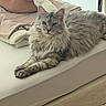 cat, fluffy, gray, mammal, pet, indoor, bed, mattress, plush, pillow, furniture, resting, relaxed, cozy, animal, cute, whiskers, ears, fur, sleepy