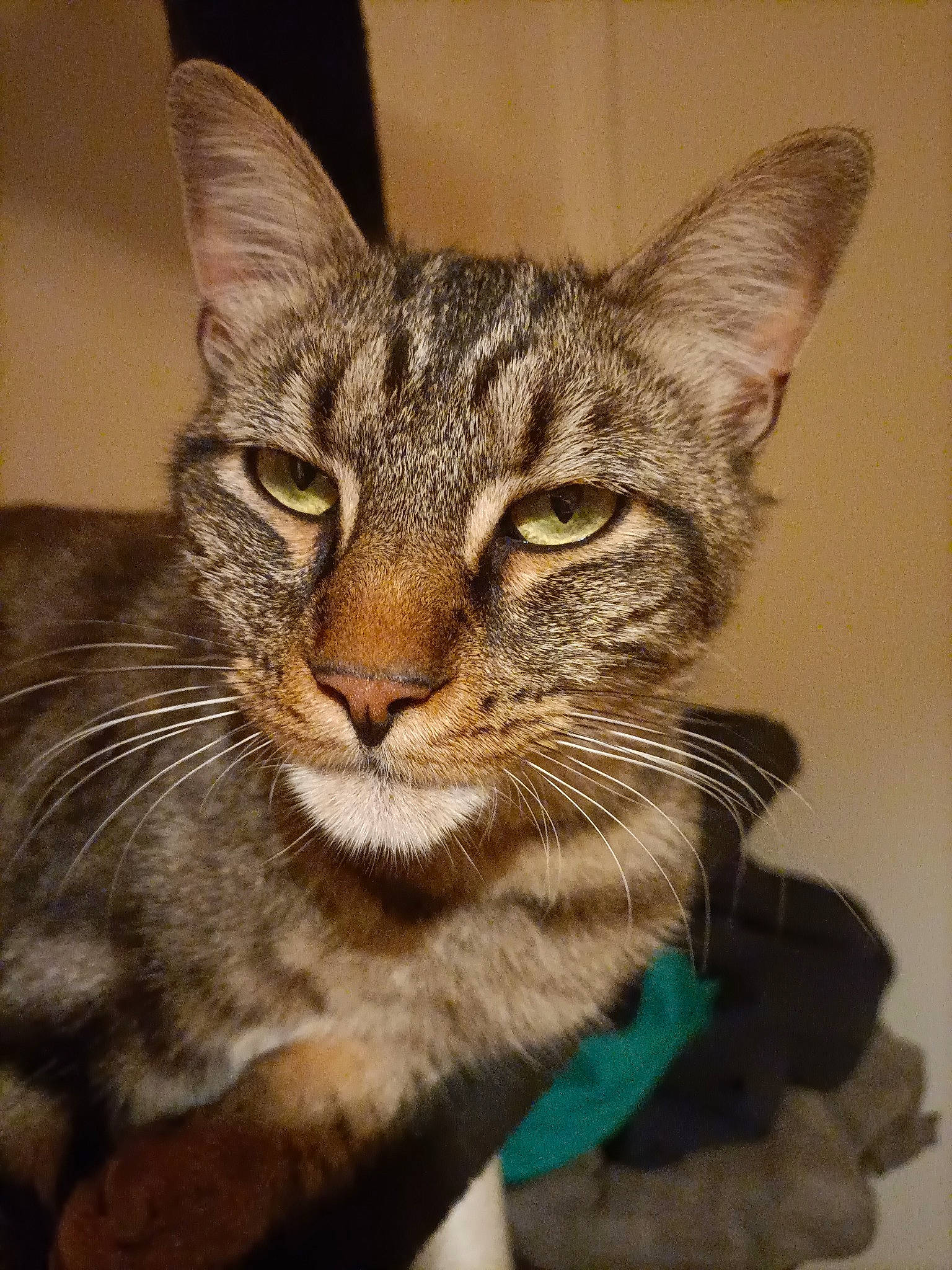 Cookie a rejoint le concours — aidez-le/la à gagner de superbes lots ! carnivore, cat, domestic_short_haired_cat, felidae, fur, small_to_medium_sized_cats, snout, terrestrial_animal, whiskers, wildlife