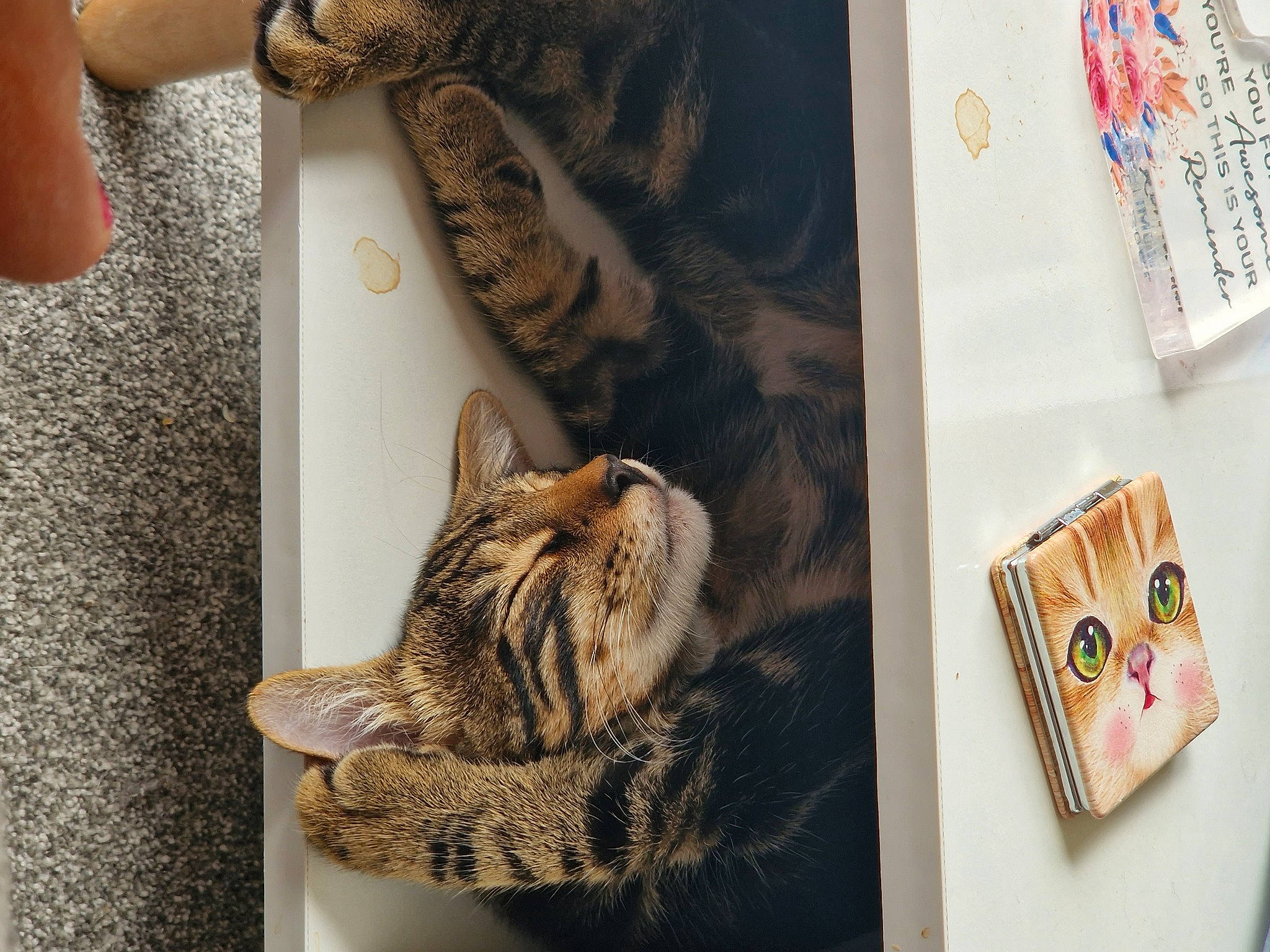 Romeo joined the competition — help win amazing prizes! art, beauty, carnivore, cat, domestic_short_haired_cat, fashion_accessory, felidae, font, fur, grey, human_leg, pattern, room, sleeve, small_to_medium_sized_cats, textile, thigh, whiskers, window, wrist