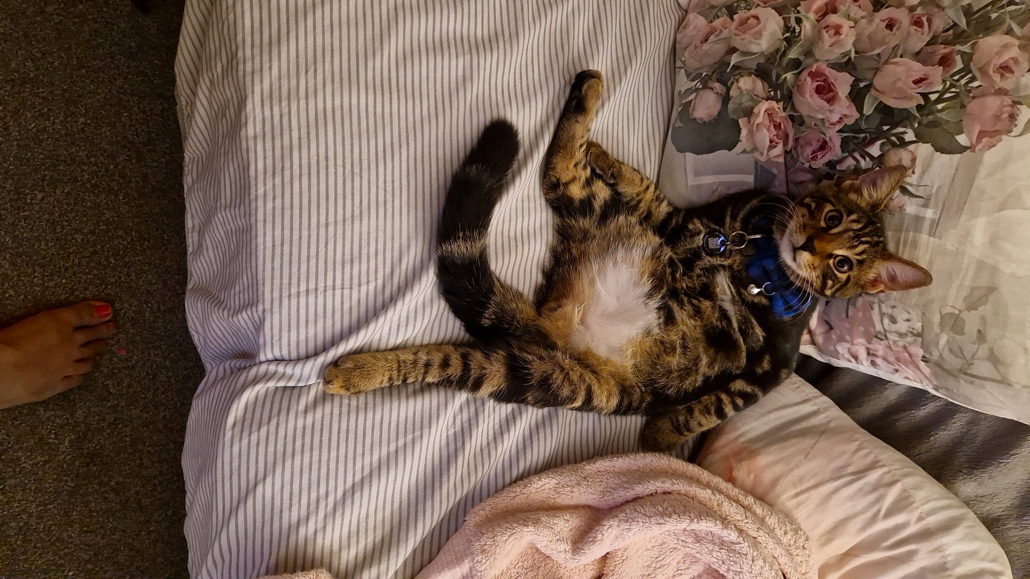 Romeo is registered to the contest to win money with this photo: bed, canidae, carnivore, cat, claw, comfort, companion_dog, dog_breed, domestic_short_haired_cat, fawn, felidae, fur, linens, paw, plant, small_to_medium_sized_cats, snout, sporting_group, tail, whiskers