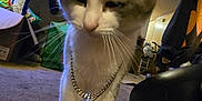 Draco is registered to the contest to win money with this photo: cat, chain, necklace, carpet, indoor, pet, feline, curious, clutter, snacks, floor, domestic, whiskers, ears, fur, animal, closeup, casual, room, lighting