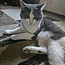 Draco joined the competition — help win amazing prizes! cat, gray, white, chain_necklace, carpet, indoor, pet, relaxed, feline, floor, paw, whiskers, ears, nose, fur, animal, domestic, resting, side_view, quiet