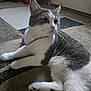 Draco is registered to the contest to win money with this photo: cat, gray_and_white, indoor, carpet, chain_collar, pet, feline, whiskers, paws, fur, relaxed, laying_down, curious, domestic_animal, floor, light, shadow, home, animal, mammal