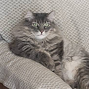 Nelly is registered to the contest to win money with this photo: cat, gray_cat, tabby, fluffy, green_eyes, pet, lounging, couch, blanket, texture, indoor, feline, relaxed, resting, fur, whiskers, animal, domestic_animal, looking_at_camera, home