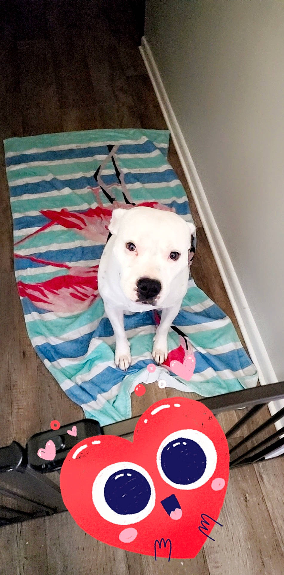 Cashew is registered to the contest to win money with this photo: bull_terrier, carnivore, collar, companion_dog, cutlery, dog, dog_breed, dog_supply, fawn, flooring, fork, kitchen_utensil, linens, pet_supply, pink, snout, sports_equipment, tail, wood, working_animal