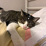 Nyx joined the competition — help win amazing prizes! cat, sleeping, bed, paw, papers, pen, white_flakes, relaxed, indoor, furniture, headboard, striped, tabby, white_paw, closeup, domestic_cat, resting, pet, fur, whiskers