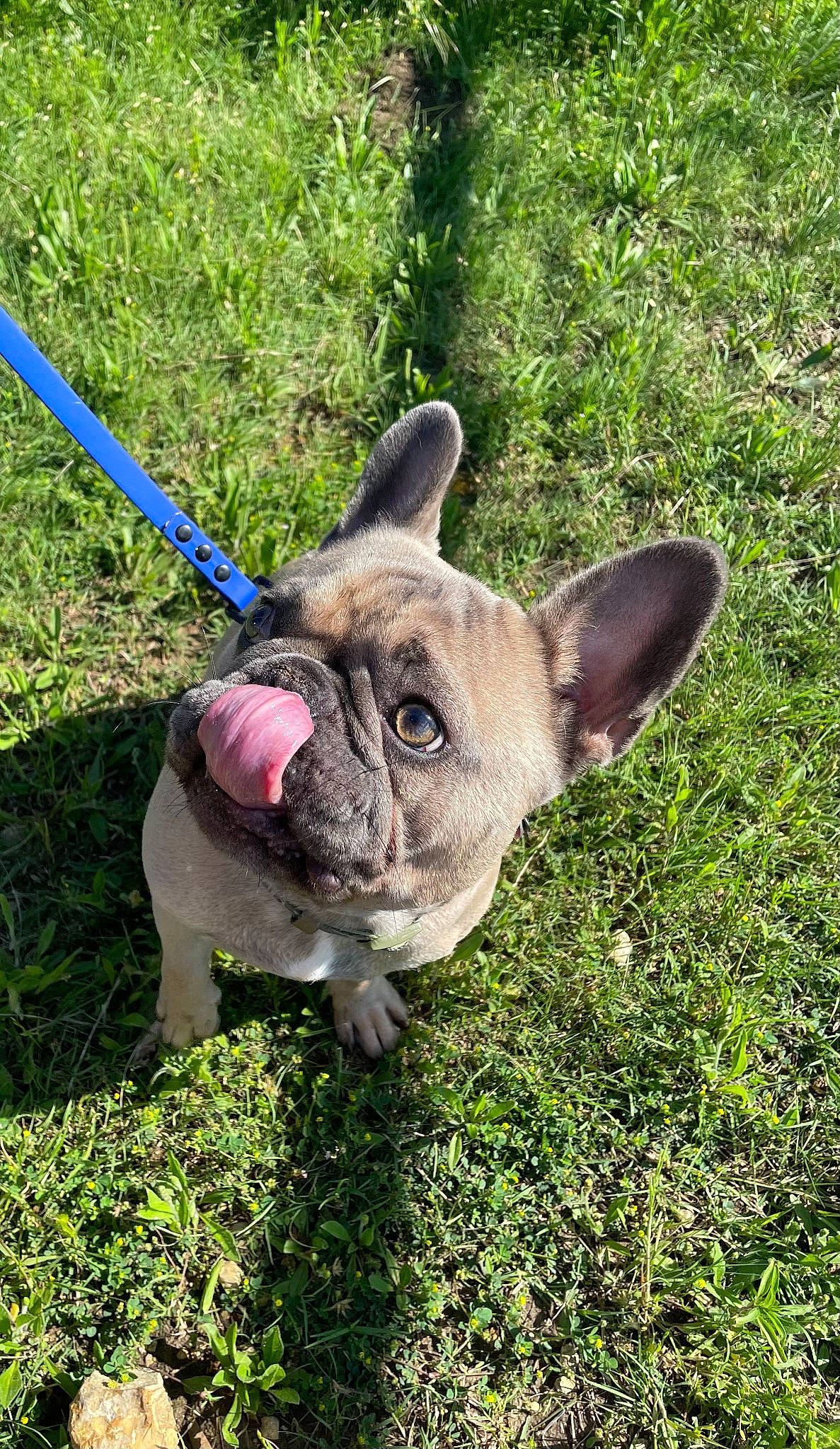 Fin joined the competition — help win amazing prizes! canidae, carnivore, collar, companion_dog, dog, dog_breed, dog_collar, ear, eye, fawn, grass, groundcover, plant, snout, sporting_group, tail, terrestrial_animal, whiskers, working_animal, wrinkle