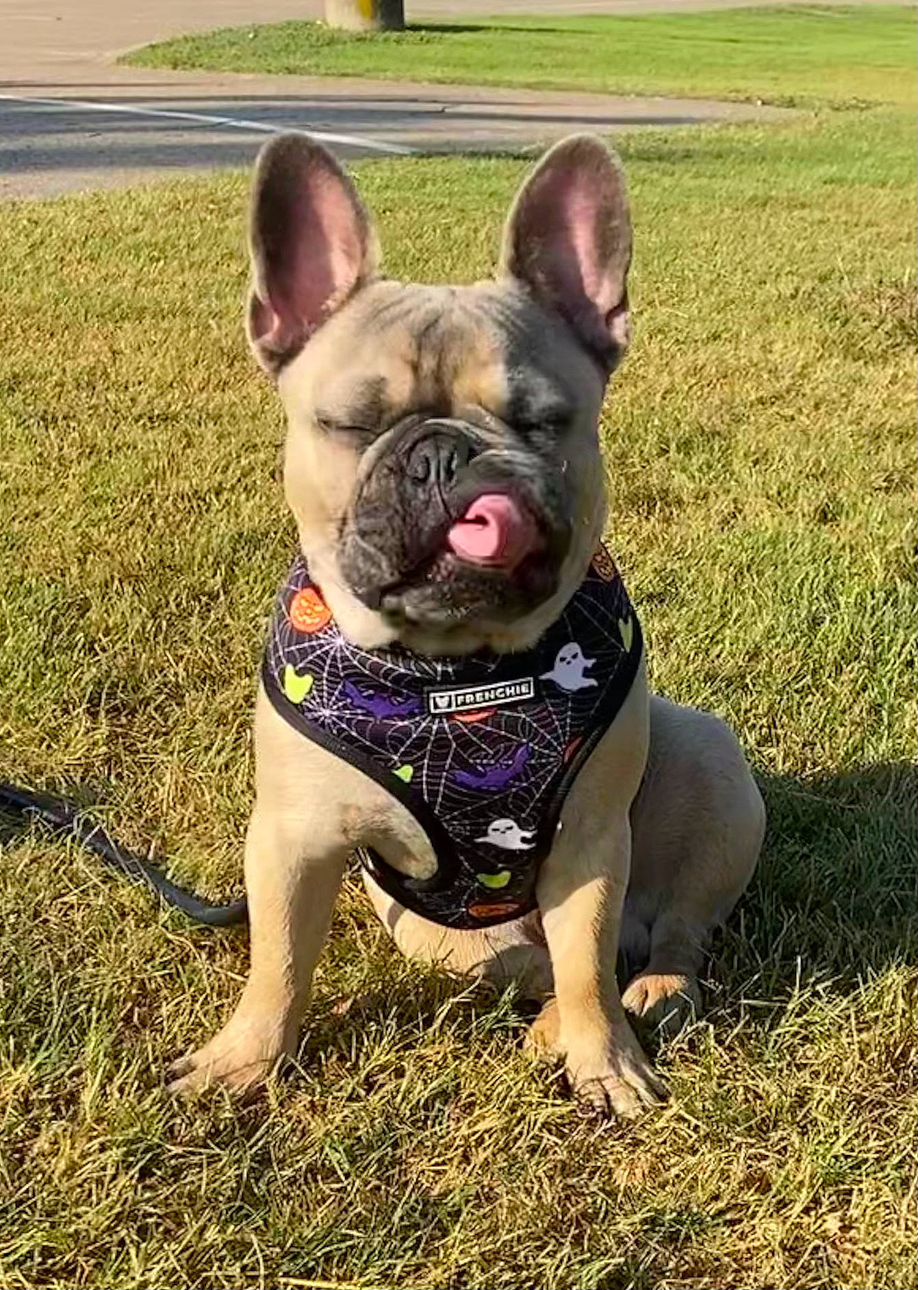 Fin is registered to the contest to win money with this photo: bulldog, canidae, carnivore, companion_dog, dog, dog_breed, dog_collar, fawn, french_bulldog, grass, human_body, molosser, plant, snout, sporting_group, terrestrial_animal, toy_dog, whiskers, working_animal, wrinkle