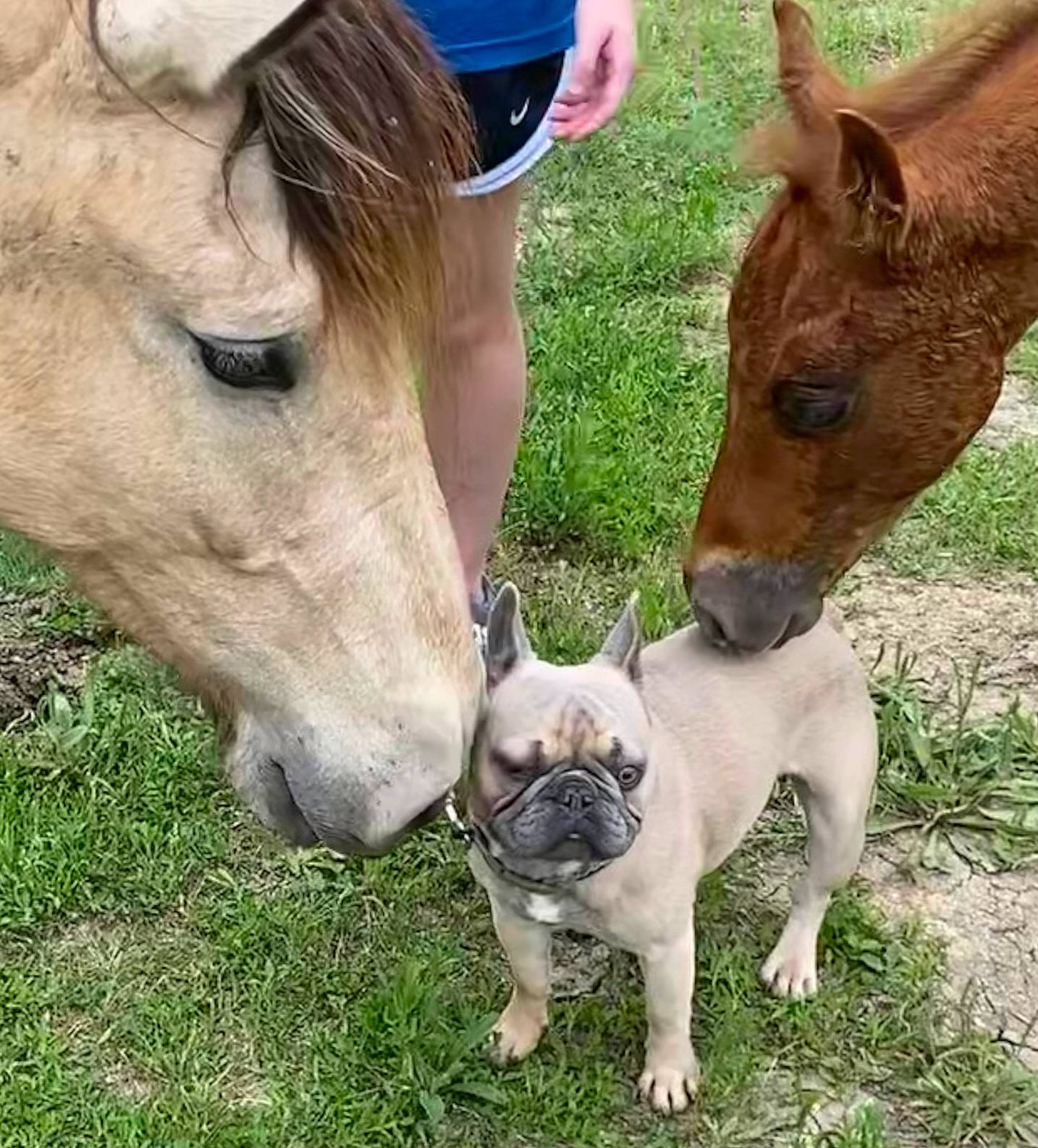 Fin joined the competition — help win amazing prizes! carnivore, companion_dog, dog, dog_breed, fawn, grass, grassland, green, horse, human_leg, landscape, mammal, pack_animal, pasture, photograph, pug, snout, terrestrial_animal, vertebrate, working_animal