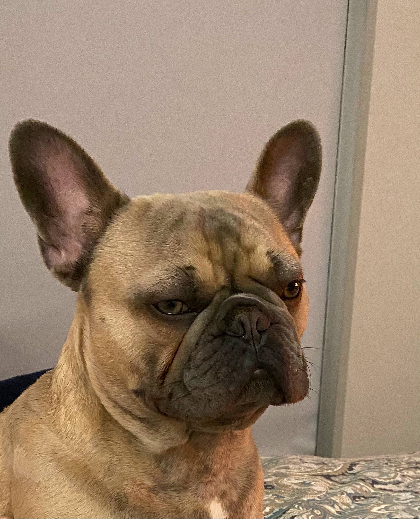 Fin joined the competition — help win amazing prizes! ancient_dog_breeds, art, bulldog, canidae, carnivore, companion_dog, dog, dog_breed, ear, fawn, french_bulldog, non_sporting_group, pug, snout, sporting_group, terrestrial_animal, toy_dog, whiskers, working_animal, wrinkle