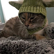 Stardust Ann Kaui joined the competition — help win amazing prizes! animal, cat, cozy, cute, domestic_cat, fluffy_blanket, fur, green_hat, headwear, indoor, knitted_hat, mammal, pet, portrait, relaxed, resting, sleepy, soft_texture, warm, whiskers
