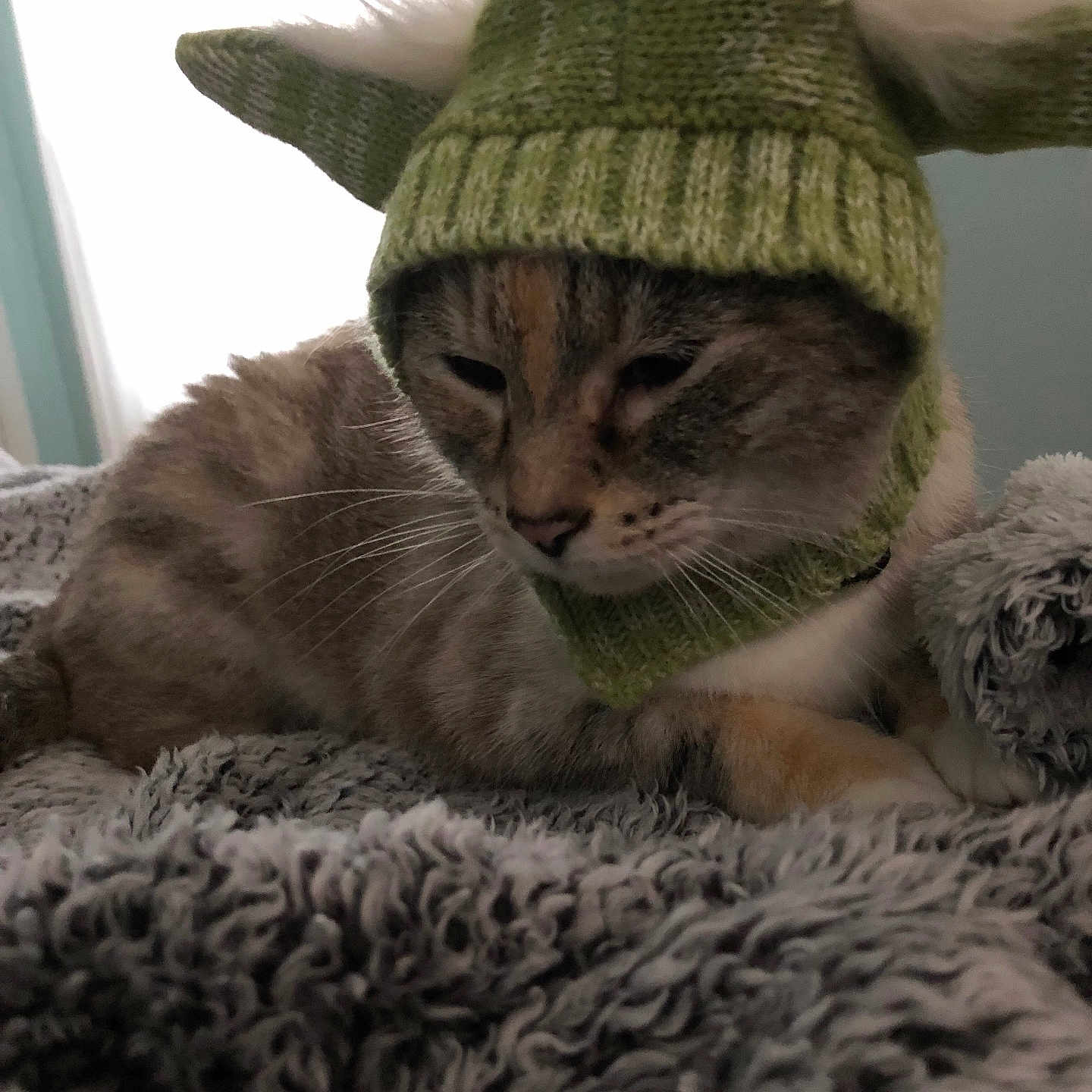 Stardust Ann Kaui joined the competition — help win amazing prizes! animal, cat, cozy, cute, domestic_cat, fluffy_blanket, fur, green_hat, headwear, indoor, knitted_hat, mammal, pet, portrait, relaxed, resting, sleepy, soft_texture, warm, whiskers