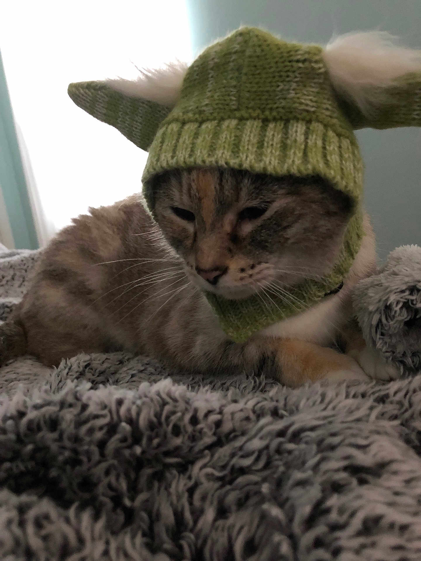 Stardust Ann Kaui joined the competition — help win amazing prizes! animal, cat, cozy, cute, domestic_cat, fluffy_blanket, fur, green_hat, headwear, indoor, knitted_hat, mammal, pet, portrait, relaxed, resting, sleepy, soft_texture, warm, whiskers