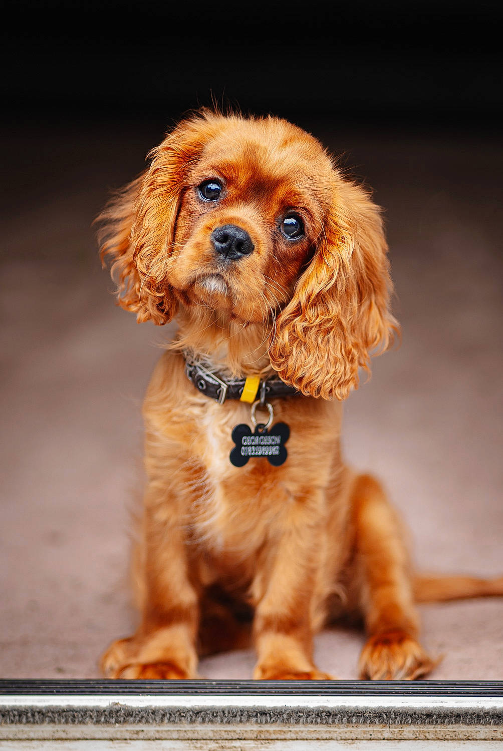 Fudge is registered to the contest to win money with this photo: brown, canidae, carnivore, companion_dog, dog, dog_breed, dog_collar, dog_supply, fawn, fur, liver, pet_supply, puppy, snout, sporting_group, toy_dog, water_dog, working_animal