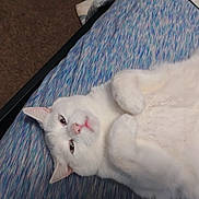 Cupid joined the competition — help win amazing prizes! animal, bed, blanket, cat, close_up, cozy, cute, domestic_animal, ears, feline, fur, indoor, lying_down, paws, pet, pink_nose, resting, sleepy, whiskers, white_cat