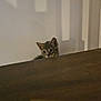 kitten, cat, curious, peeking, wood, shadow, wall, indoor, pet, animal, cute, small, feline, eyes, face, young, whiskers, fur, quiet, mysterious