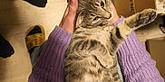 Athéna participe au concours pour gagner de l'argent avec cette photo : cat, tabby_cat, person, hands, purple_sweater, wooden_floor, cardboard_box, footwear, indoor, pet, cozy, relaxed, curious, feline, animal, holding, casual, home, soft_texture, knitted