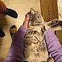 cat, tabby_cat, person, hands, purple_sweater, wooden_floor, cardboard_box, footwear, indoor, pet, cozy, relaxed, curious, feline, animal, holding, casual, home, soft_texture, knitted