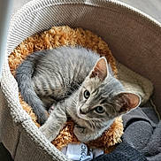 Athéna a rejoint le concours — aidez-le/la à gagner de superbes lots ! cat, kitten, gray_tabby, basket, blanket, soft, cozy, indoor, floor, curled_up, pet, fur, ears, eyes, resting, cute, home, knitted, clothing, texture
