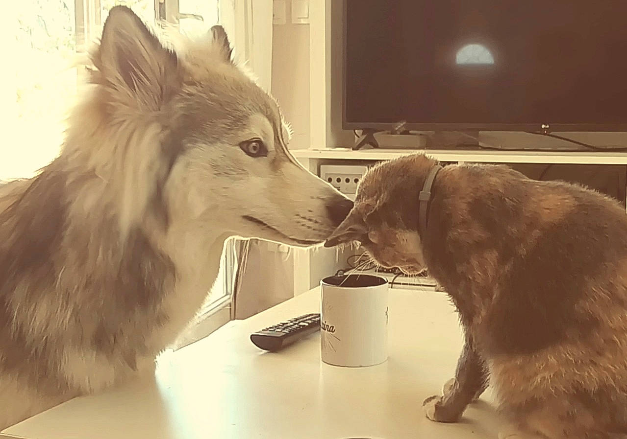 Sparow a rejoint le concours — aidez-le/la à gagner de superbes lots ! canis, carnivore, collar, companion_dog, desk, dog, dog_breed, fawn, fur, mammal, picture_frame, scotch_collie, snout, sporting_group, table, tableware, tail, television, whiskers, window