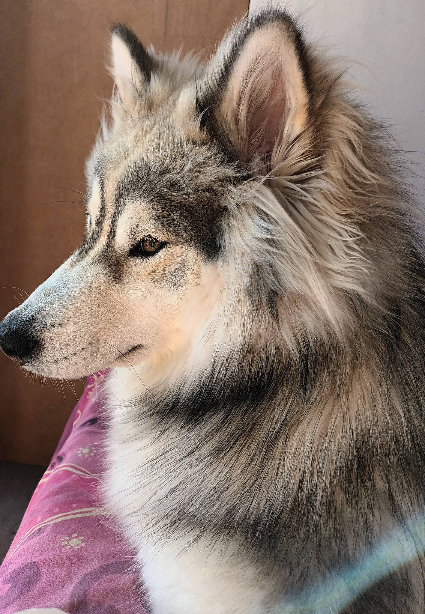 Sparow participe au concours pour gagner de l'argent avec cette photo : ancient_dog_breeds, canadian_eskimo_dog, canidae, canis, canis_lupus_tundrarum, carnivore, coyote, dog, dog_breed, fur, grey, jaw, sled_dog, snout, sporting_group, terrestrial_animal, whiskers, wildlife, wolf, working_dog