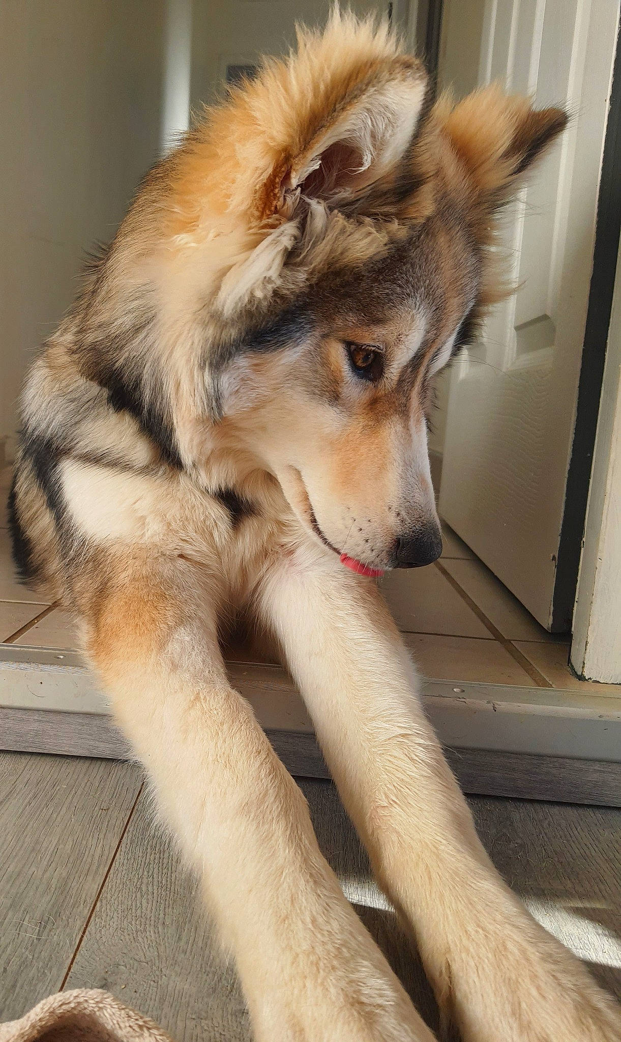 Sparow a rejoint le concours — aidez-le/la à gagner de superbes lots ! ancient_dog_breeds, canidae, canis, carnivore, companion_dog, dog, dog_breed, fawn, fur, non_sporting_group, snout, sporting_group, tail, terrestrial_animal, whiskers, wildlife, working_dog