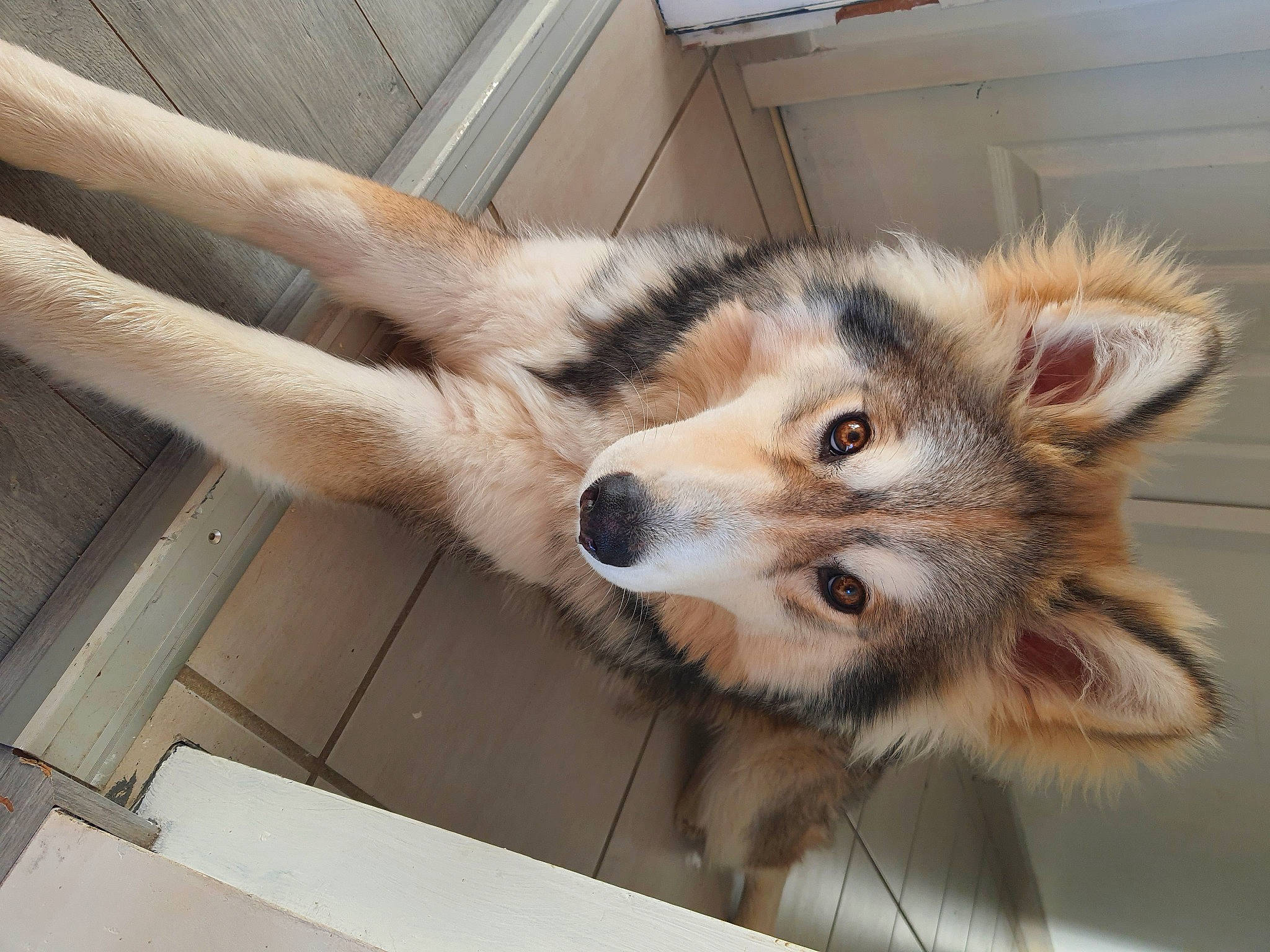 Sparow participe au concours pour gagner de l'argent avec cette photo : canidae, canis, carnivore, companion_dog, dog, dog_breed, fawn, flooring, fur, paw, sled_dog, snout, sporting_group, tail, terrestrial_animal, whiskers, wolf, wood, working_animal, working_dog