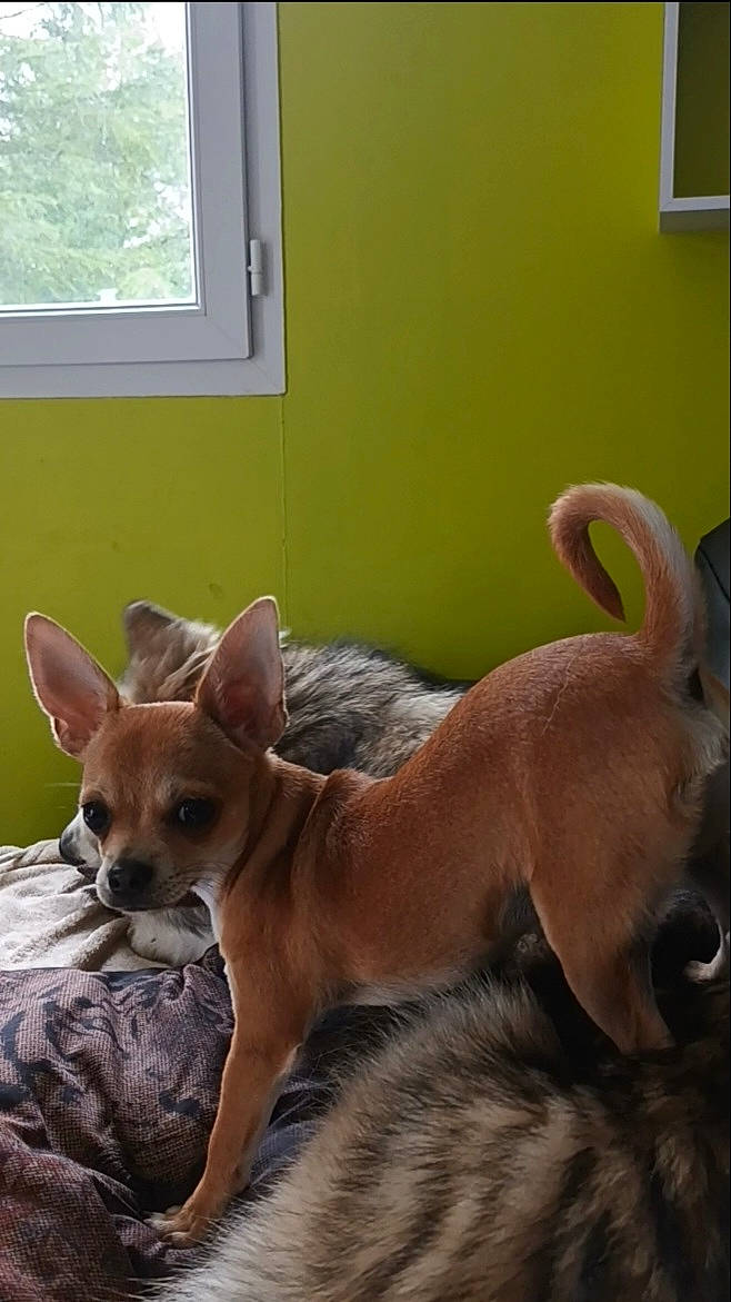 Titan a rejoint le concours — aidez-le/la à gagner de superbes lots ! canidae, carnivore, chihuahua, comfort, companion_dog, dog, dog_breed, ear, fawn, fur, liver, room, snout, sporting_group, tail, terrestrial_animal, toy_dog, whiskers, window, working_animal