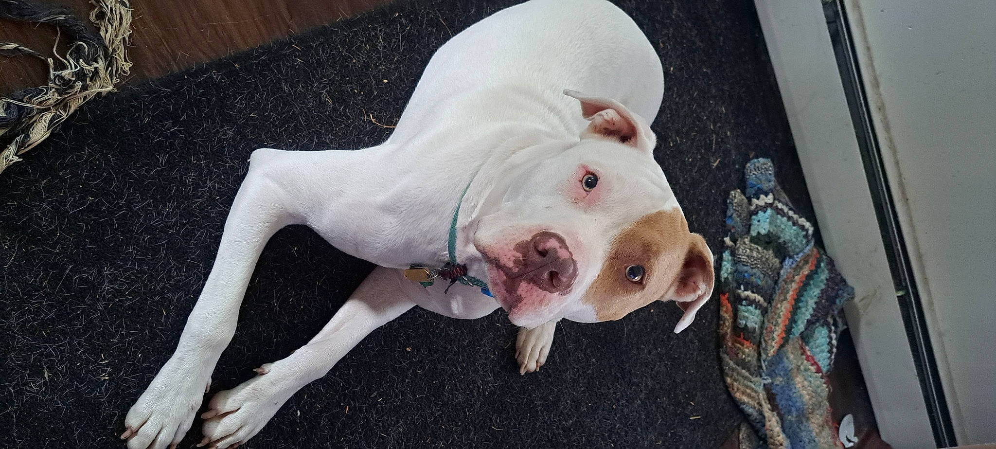 Reggie is registered to the contest to win money with this photo: canidae, carnivore, companion_dog, cordoba_fighting_dog, dog, dog_breed, dog_supply, dogo_argentino, domestic_pig, eye, fawn, guard_dog, non_sporting_group, snout, sporting_group, suidae, tail, terrestrial_animal, whiskers, working_animal