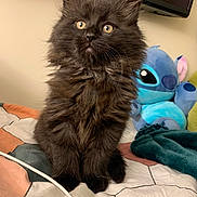 Salem joined the competition — help win amazing prizes! bed, bedding, black_cat, blanket, cable, closeup, cozy, cute, fur, indoor, kitten, pet, plush_toy, portrait, sitting, stitch, stuffed_animal, television, whiskers, wide_eyes