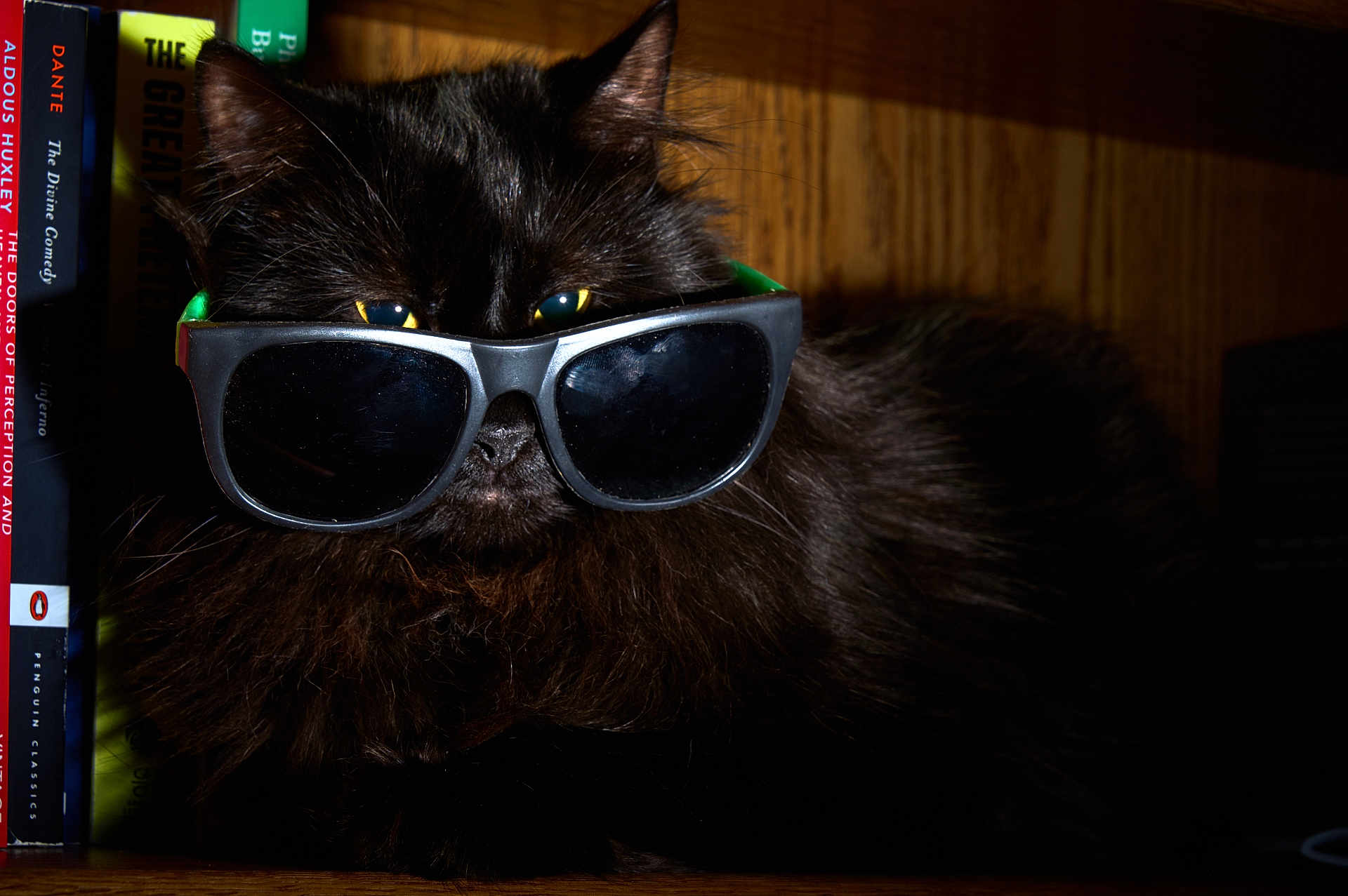Salem is registered to the contest to win money with this photo: accessory, black_cat, book_spine, bookshelf, close_up, cozy, dark_fur, fashion, fur, humor, indoor, pet, playful, portrait, resting, shadow, sunglasses, whiskers, wooden_shelf, yellow_eyes
