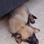 Bianca a rejoint le concours — aidez-le/la à gagner de superbes lots ! puppy, sleeping, floor, fur, animal, pet, young, canine, cute, resting, small, brown, black, indoors, cozy, peaceful, lying_down, close_up, domestic_animal, quiet