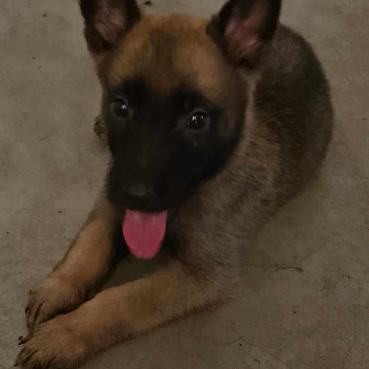 Bianca a rejoint le concours — aidez-le/la à gagner de superbes lots ! puppy, dog, tongue_out, lying_down, ears_up, concrete_floor, brown_fur, black_face, young_dog, pet, animal, cute, playful, indoor, canine, alert, resting, looking_up, small, adorable