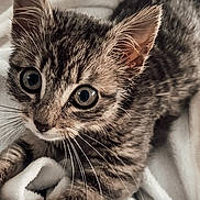 Athen participe au concours pour gagner de l'argent avec cette photo : kitten, cat, tabby, pet, animal, feline, whiskers, ears, eyes, paw, curious, cute, soft, blanket, fur, closeup, indoor, young, playing, resting