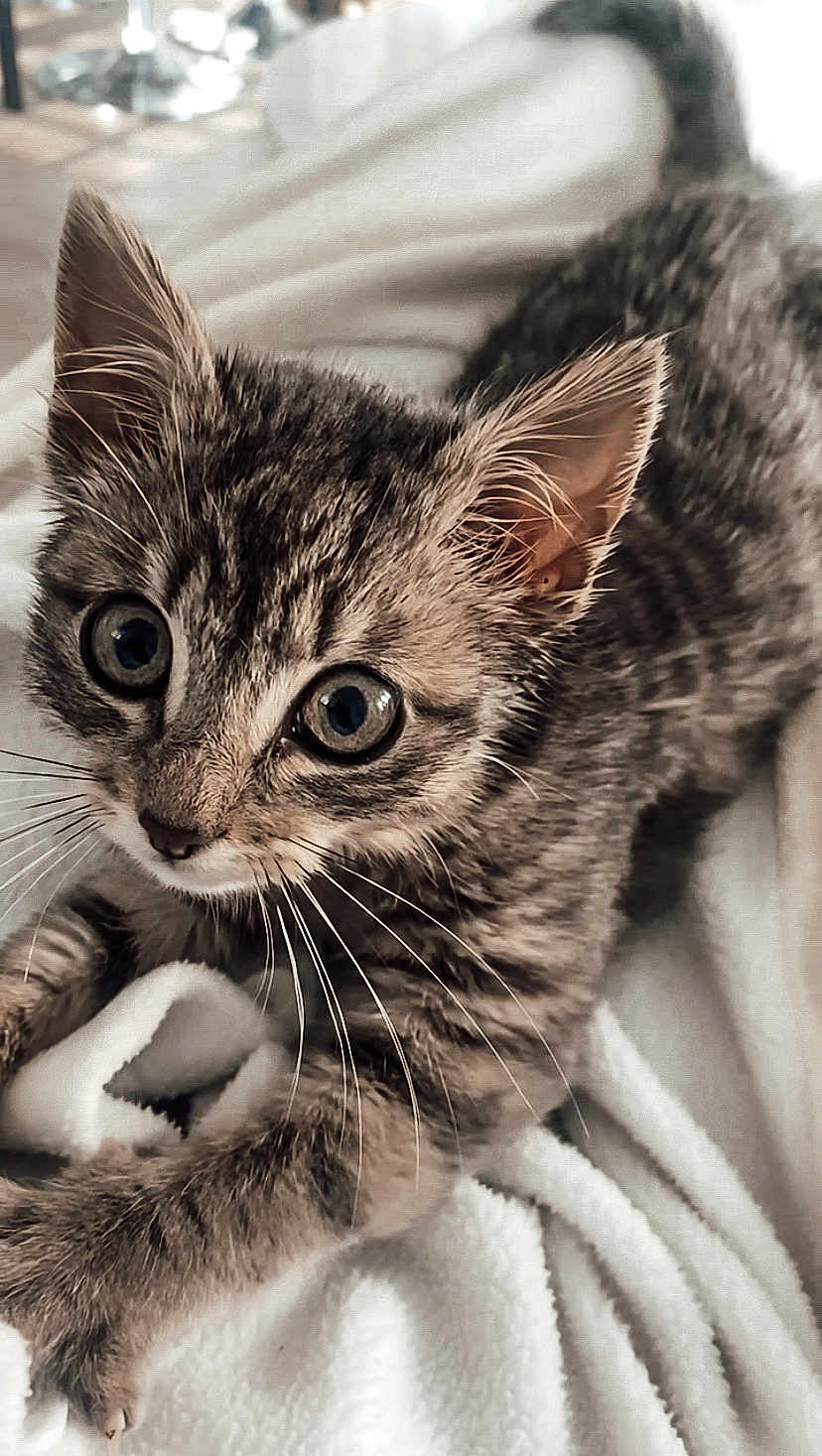 Athen participe au concours pour gagner de l'argent avec cette photo : kitten, cat, tabby, pet, animal, feline, whiskers, ears, eyes, paw, curious, cute, soft, blanket, fur, closeup, indoor, young, playing, resting