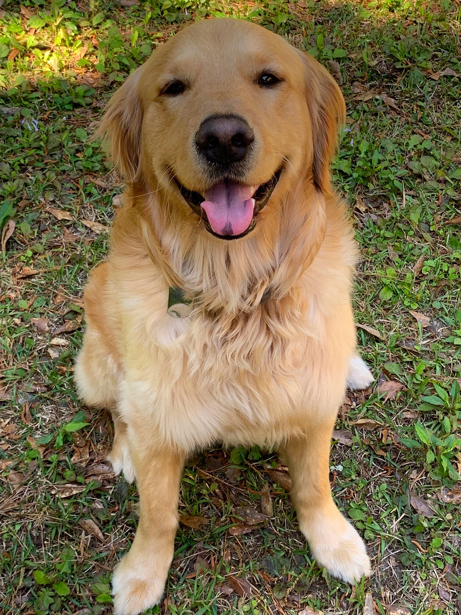 Oliver is registered to the contest to win money with this photo: canidae, carnivore, companion_dog, dog, dog_breed, fawn, flat_coated_retriever, golden_retriever, hovawart, labrador_retriever, mammal, retriever, sporting_group, vertebrate