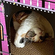 Emma joined the competition — help win amazing prizes! animal, bird, box, canine, cat, den, dog, doghouse, fireplace, husky, indoors, kennel, kitten, person, pet, puppy, purple, rabbit, siamese, sleeping