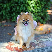 Coconut joined the competition — help win amazing prizes! dog, pomeranian, bow, pet, animal, sitting, bench, outdoor, leafy_background, happy, tongue_out, fluffy, small_dog, cute, portrait, sunlight, nature, mosaic_bench, fur, park