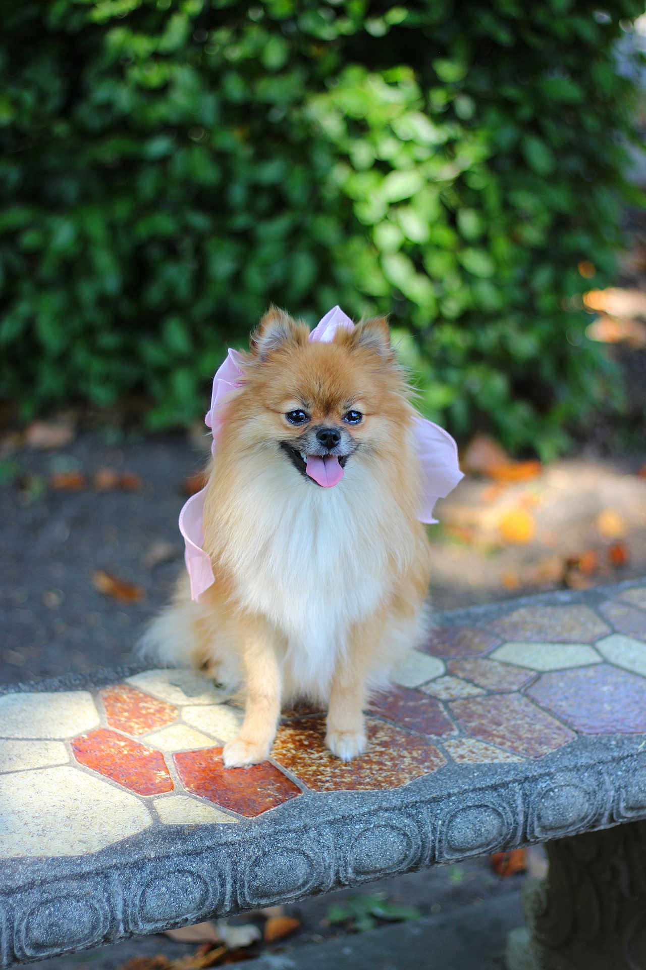 Coconut joined the competition — help win amazing prizes! dog, pomeranian, bow, pet, animal, sitting, bench, outdoor, leafy_background, happy, tongue_out, fluffy, small_dog, cute, portrait, sunlight, nature, mosaic_bench, fur, park