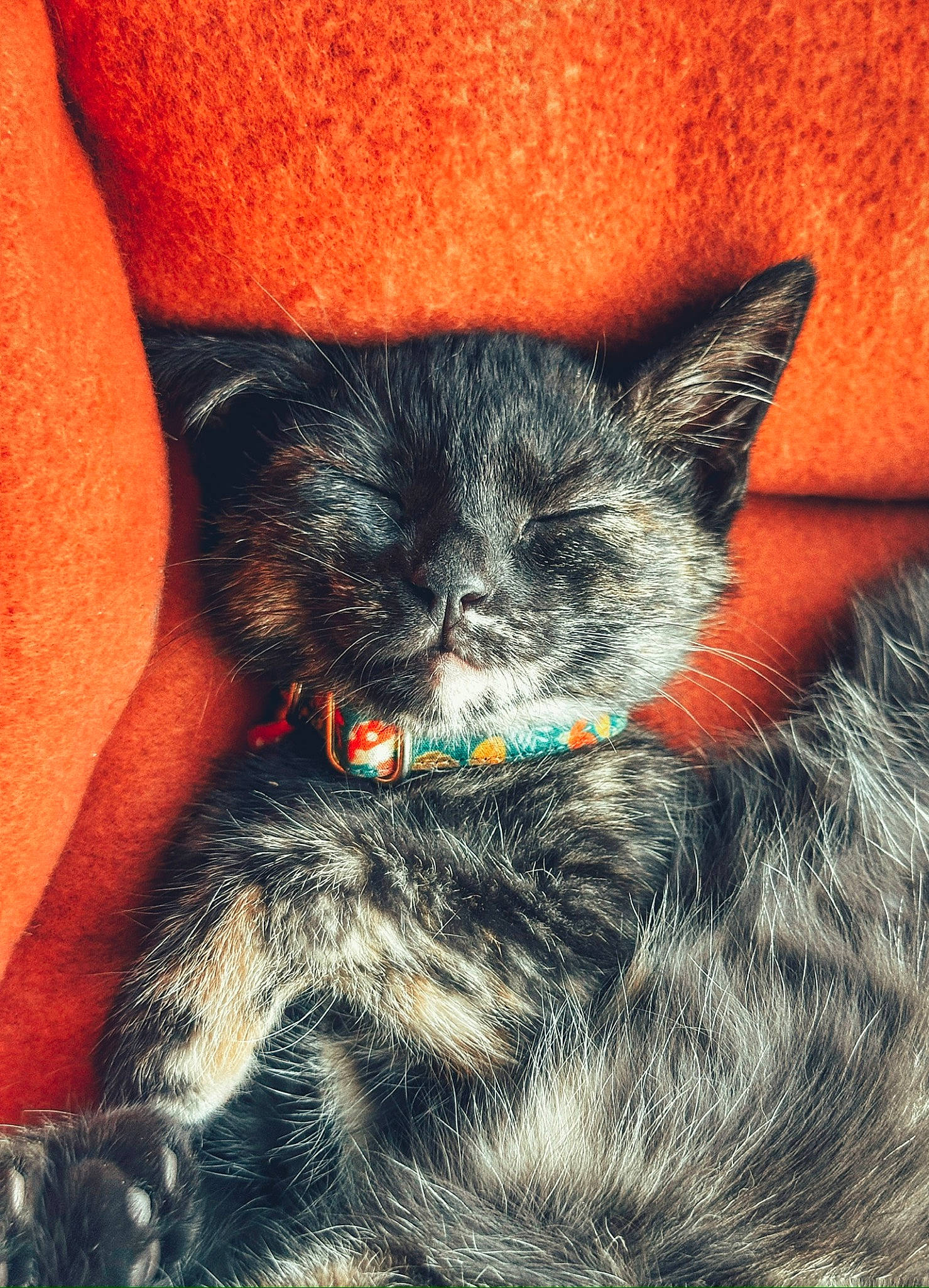 Astro is registered to the contest to win money with this photo: carnivore, cat, cat_toy, claw, close_up, comfort, domestic_short_haired_cat, ear, electric_blue, felidae, fur, grey, iris, paw, sitting, small_to_medium_sized_cats, snout, tail, terrestrial_animal, whiskers